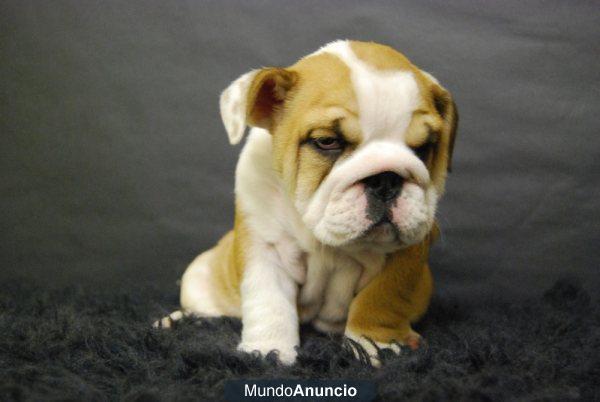 Bulldog ingles, cachorros de dos meses, excelentes