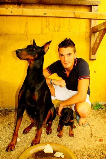 Camada de Doberman