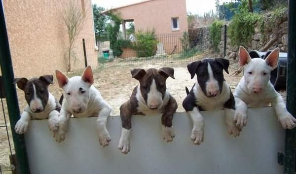 Excelenta camada Bull Terrier miniatura