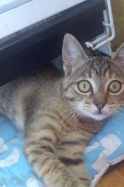 Miauka- Gatita busca hogar-