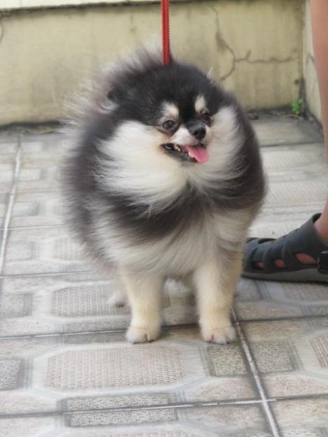 pomerania linea americana