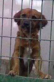 sparsky en peligro de sacrificio: necesita acogida o adopcion urgente !!!!!!!!!!!!