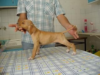 venta de cachorros pointer