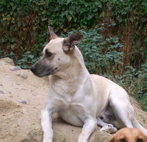 Boni,mestizo joven en adopción