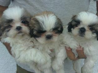 cachorros SHIH TZU con PEDIGREE