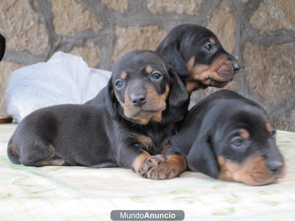 Cachorros Teckel Pelo fino