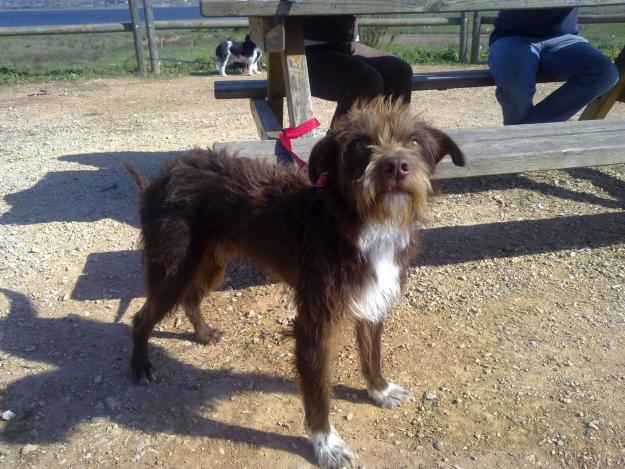 perro tamaño pequeño-mediano en adopción.  muy cariñoso y dócil