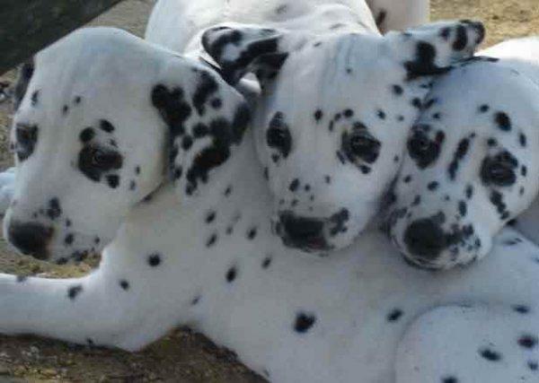 Preciosos cachorritos dálmata de pura raza