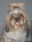 shih tzu hembra adulta preciosa 300€ - mejor precio | unprecio.es