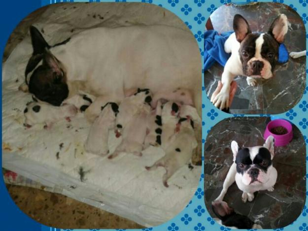 vendo cachorritos de bulldog frances