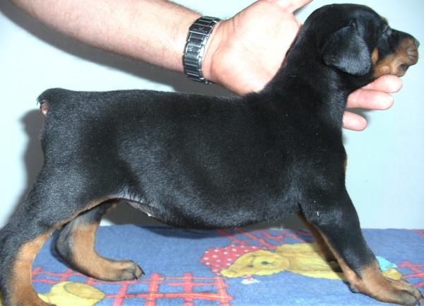 VENDO CACHORROS DOBERMAN CON PEDIGREE, OREJAS CORTADAS EXCELENTE CARACTER 500 .