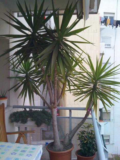 Vendo YUCCA DE 2,45 METROS para jardin