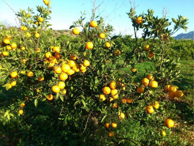 Mandarinas ecológicas