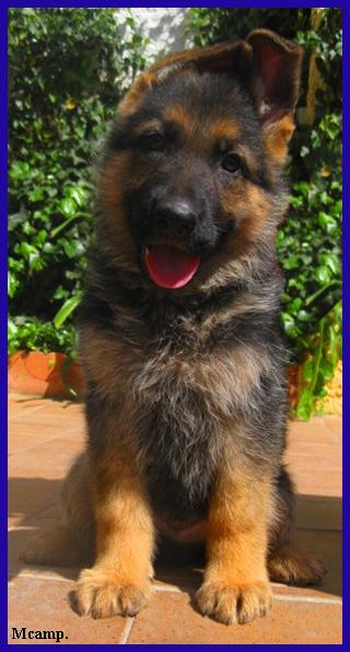 Cachorra de Pastor Alemán.