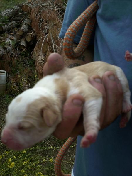 7 cachorros recien nacidos