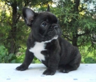 bulldog frances - mejor precio | unprecio.es