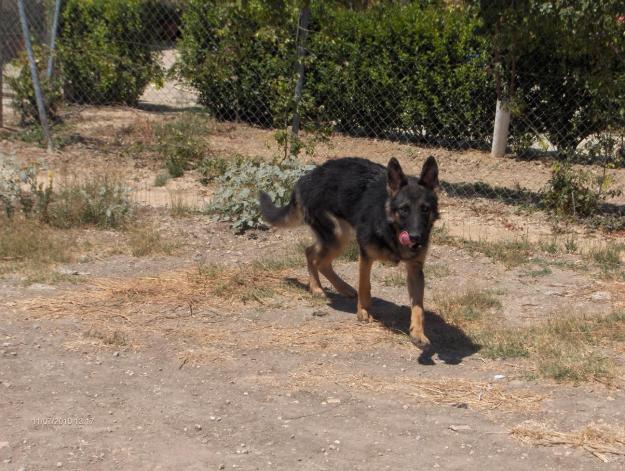 Cachorra de pastor aleman 10 meses económica