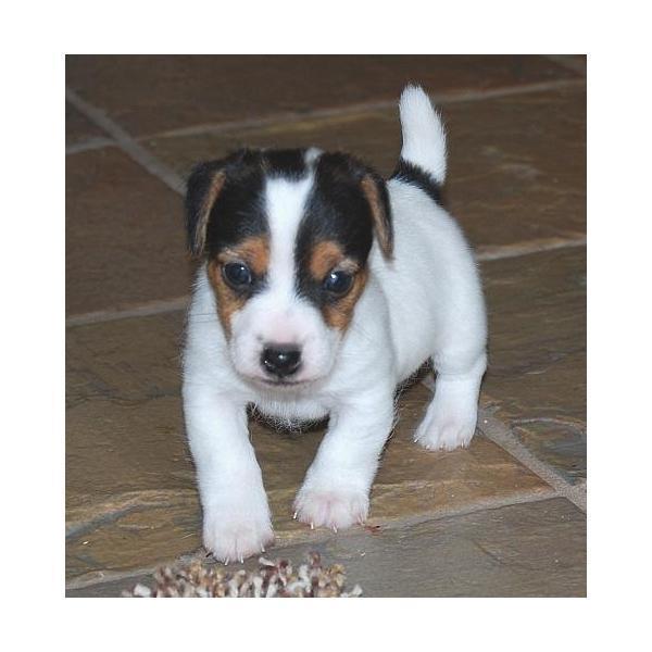 CACHORRO DE JACK RUSSELL TERRIER PARA GRATIS ADOPCIÓN.