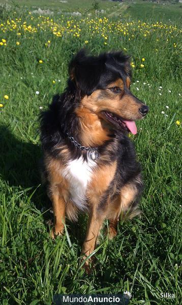 Cruce de collie, 9 kilos, esterilizada