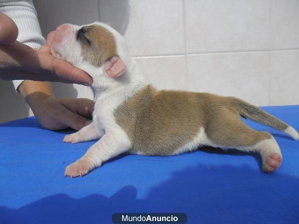 EXCELENTES CACHORROS DE AMERICAN STAFFORDSHIRE TERRIER DE MUNDOAMSTAFF