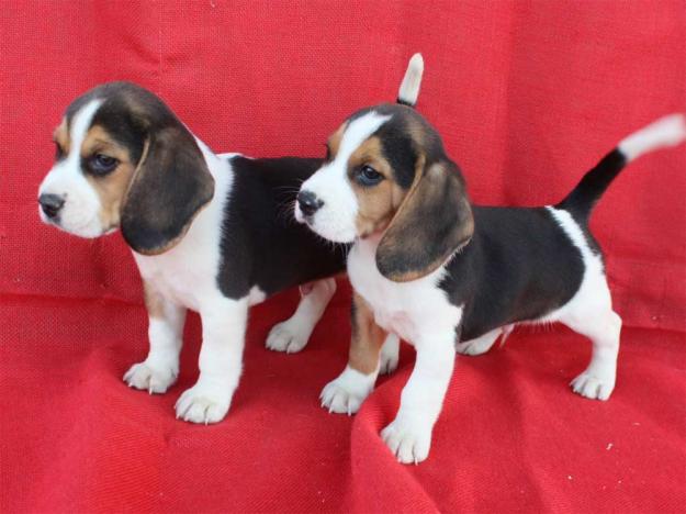 Preciosos Beagle, tu oportunidad