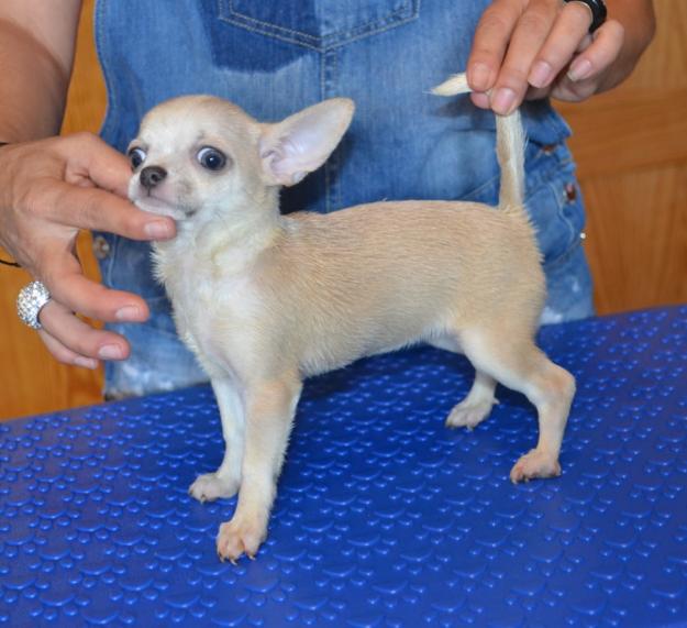 Preciosos cachorros de chihuahuas