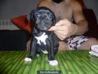 vendo cachorros staffordshire bull terrier - mejor precio | unprecio.es