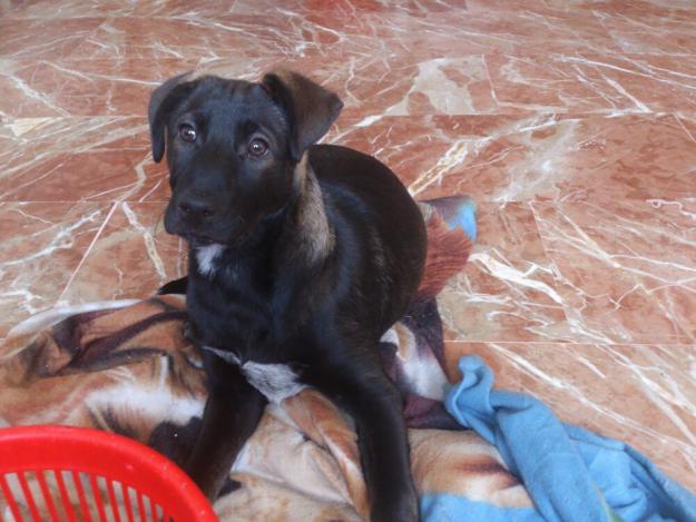 En adopción preciosa cachorra de 3 meses