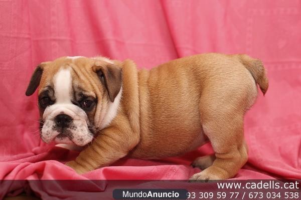 Bulldog Inglés, cachorritos, contrato de garantía