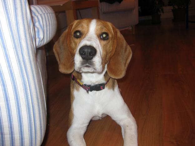 beagle busca novia para cruce