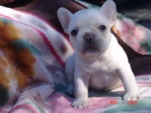 bonita cachorros bulldog francés listo para cumplir con un nuevo hogar hoy en día