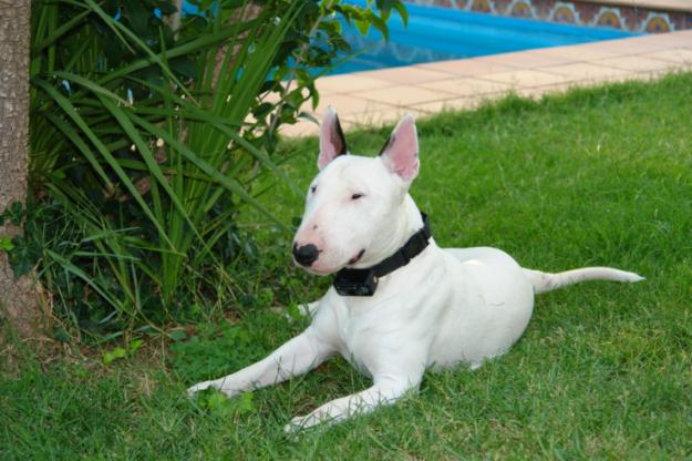 Bull terrier busca perrita para monta