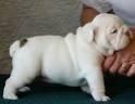 BULLDOG INGLES , CACHORROS DE CRIADERO , MAXIMA CALIDA AL MEJOR PRECIO