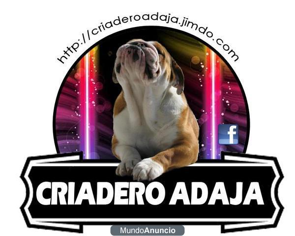 Bulldog Ingles disponibles para montas repleto de campeones en su pedigree fotos actuales dando muy buenos cachorros