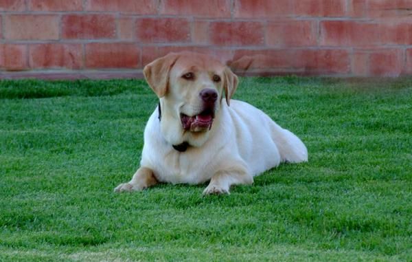 BUSCO HEMBRA LABRADORA PARA MI PERRO