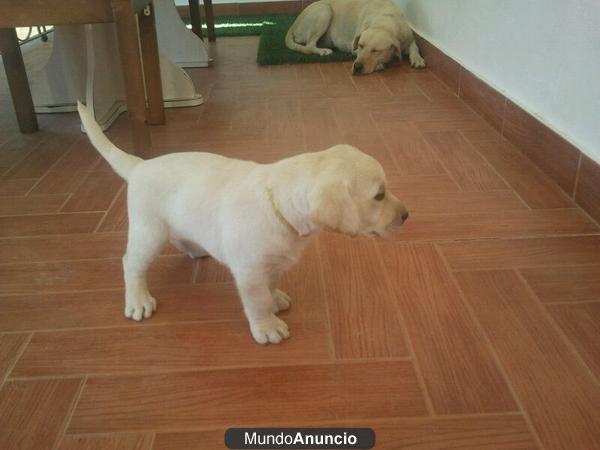 Cachorro Labrador