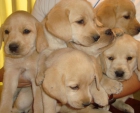 Fantasticos cachorros de Labrador - mejor precio | unprecio.es
