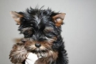 Fantasticos Yorkshire Terrier, super-miniatura, excelente pedigree. 150 - mejor precio | unprecio.es