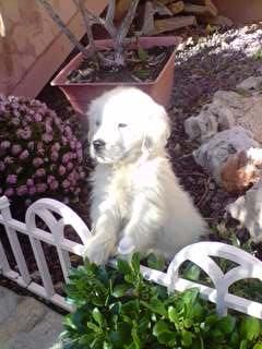 maravillosos cachorros de GOLDEN RETRIEVER CON PEDIGREE 390 EUROS