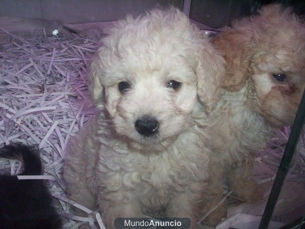 Perros de todas las razas, , perros, cachorros, criadero, venta.