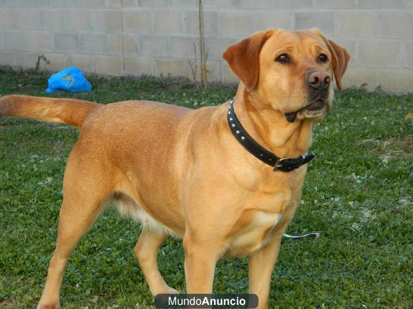 Preciosa camada de labradores canelas