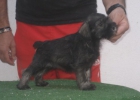 Schnauzers miniatura de color sal y pimienta preciosos !! - mejor precio | unprecio.es