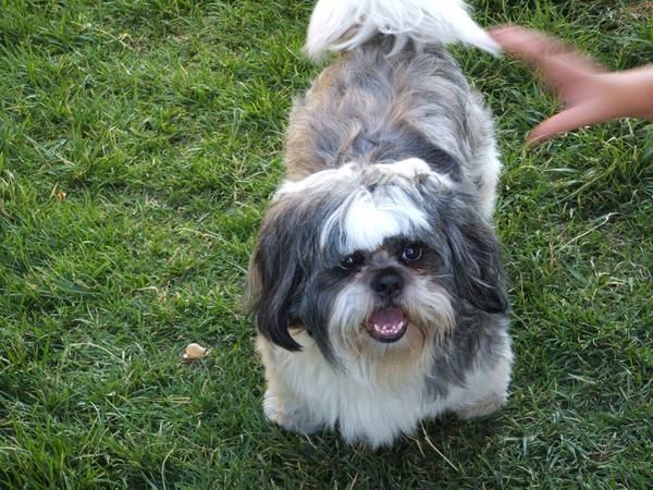 se ofrece shih-tzu macho tricolor para monta