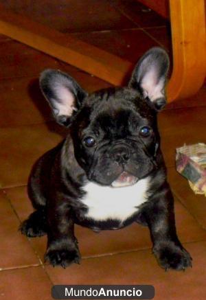 Se vende bull dog frances hembra en tenerife