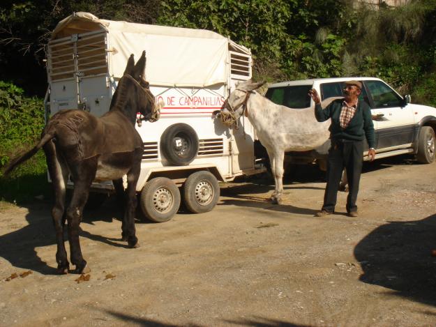 VENDO BURRO PADRE