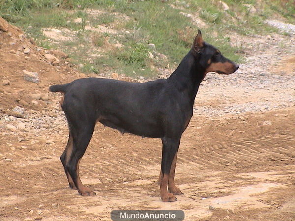 vendo cachorros de doberman 85 euros