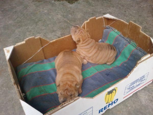 venta de cachorrito de Shar Pei