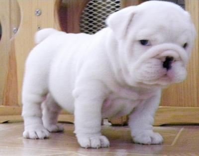 Bulldog Ingles - Cachorros Disponibles