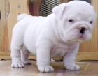 Bulldog Ingles - Cachorros Disponibles - mejor precio | unprecio.es