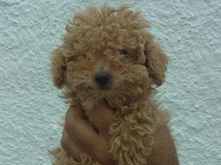 cachorros CANICHE ENANO con PEDIGREE